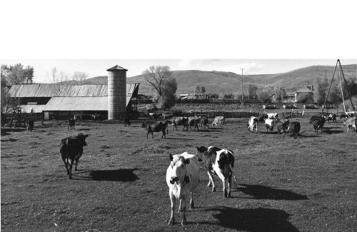 Cows graze at the historic Brooklawn Farms Dairy